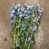 DELPHINIUM LJUSBLÅ 70 CM