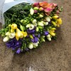 FREESIA MIX 1X50