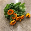 CALENDULA RINGBLOMMA ORANGE URVAL