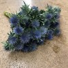 ERYNGIUM BLÅ MAGNETAR 50 CM