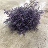 LIMONIUM SAFORA LILA 1X25