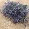 LIMONIUM MAIN BLUE 70 CM