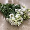 LISIANTHUS VIT DUBBEL ROSITA