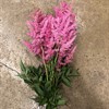 ASTILBE CERISE ELSE SCHLUCK