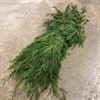 CYPRESS 5 KG