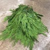 CYPRESS 10 KG