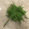 ASPARAGUS SNITT PLUMOSUS 1X25