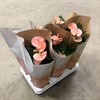 ANTHURIUM 12 CM SPIRIT ROSA 1x10