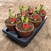 AMARYLLIS 15 CM OLAF RÖD MÅLSTA