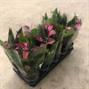 ANTHURIUM 12 CM LILA