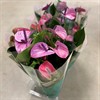 ANTHURIUM 14 CM  CAVALLI LILA 1X7