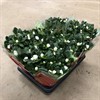 AZALEA 12 CM VIT ARVIDS. VECKANS
