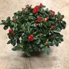AZALEA 12 CM RÖD ARVIDS. VECKANS