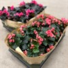 BEGONIA 12 CM CER ,,RÖD DK 1X8