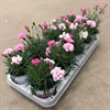 DIANTHUS  11 CM ROSAMIX 1X10