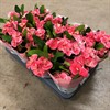 EUPHORBIA 14 CM MILII ROSA CHARLOTTE 1X7