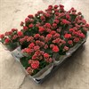 KALANCHOE 10,5 CM RÖD DUBBEL