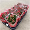 KALANCHOE 10,5 CM RÖD DUBBEL 1X10