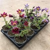 PULSATILLA 12 CM VULGARIS 1X10