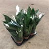 SPATHIPHYLLUM 13 CM SWEET CHICO 1X8