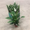 SPATHIPHYLLUM 17 CM VIVALDI 1X6