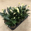 SPATHIPHYLLUM 11 CM  1X15