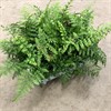ASPLENIUM 12 CM PARVATI ARVIDSSON  1X6