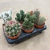 CACTUS 12 CM MIX 1X6
