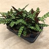 CALATHEA 11 CM INSIGNIS 1X9