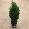 CHAMAECYPARIS 19 CM ELLWOODII 65 CM 1X1