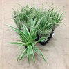 CHLOROPHYTUM 12 CM IRISH  1X12