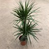 DRACAENA 24 CM MARGINATA  125 CM 90-45-30