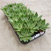 ECHEVERIA 6 CM MIRANDA NATUR 1X16
