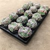 ECHEVERIA  9 CM ELEGANS 1X15