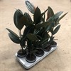 FICUS 13 CM ABIDJAN 1X8
