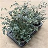 EUCALYPTUS 17 CM GUNNII 1X6