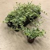 HEDERA 9 CM BROKIG 1X18