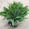 NEPHROLEPIS 17 CM 1X1