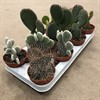 OPUNTIA 10 CM MIX 1X11