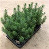 PINUS 10,5 CM PINEA GRÖN 1X15