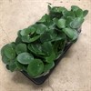 PILEA 12 CM PEPEROMIOIDES 1X8