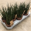 SANSEVIERIA  9 CM FERNWOOD 1X14