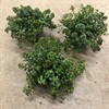 SEDUM 11 CM MAKINOI KOSMOS 1X10
