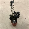 ZAMIOCULCAS 17 CM RAVEN 1X6
