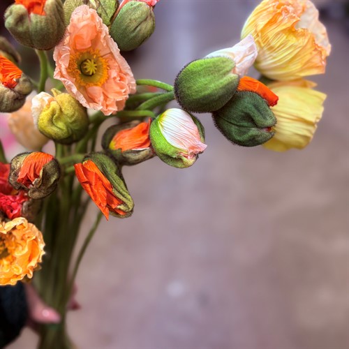 Övriga snittblommor