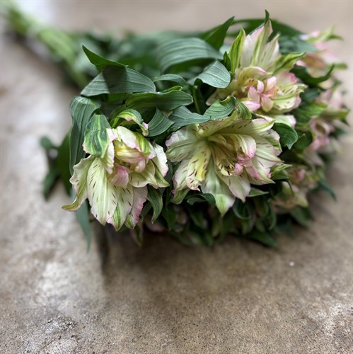 Alstromeria
