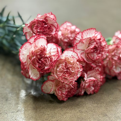 Nejlikor och Elegance