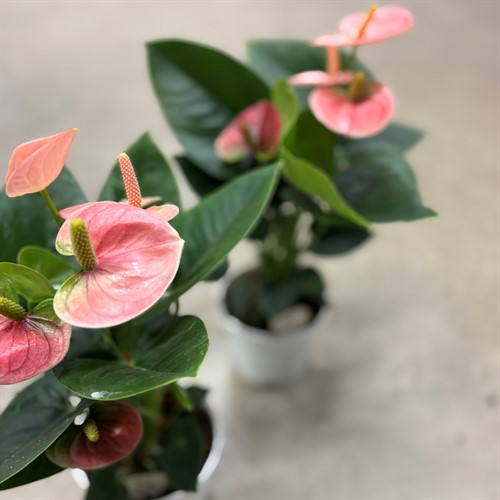Anthurium