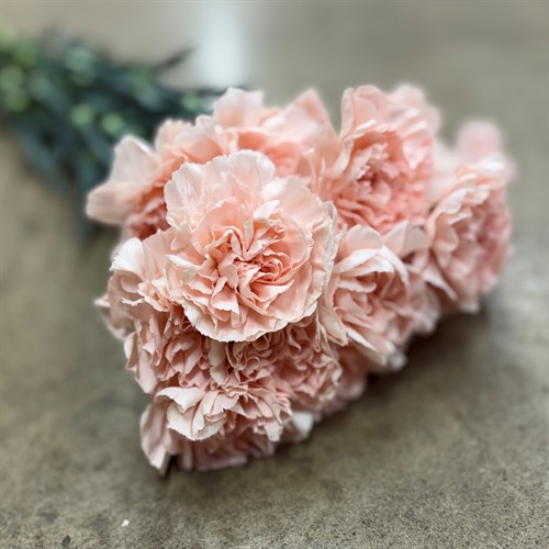 Nejlikor och Elegance