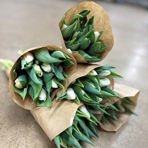 Målsta odlade Tulpaner